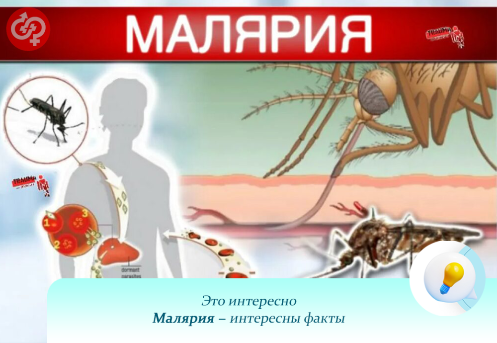 В 2015 году одобрена первая вакцина от малярии